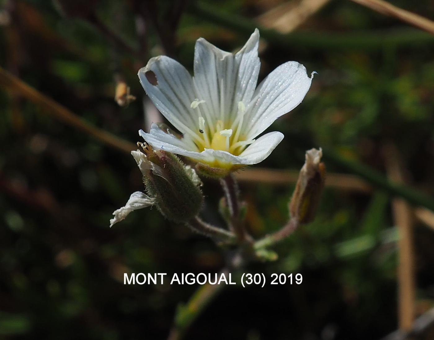 Sandwort, Diomede's flower